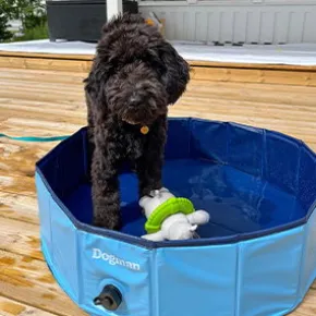 Dogman Hundepool